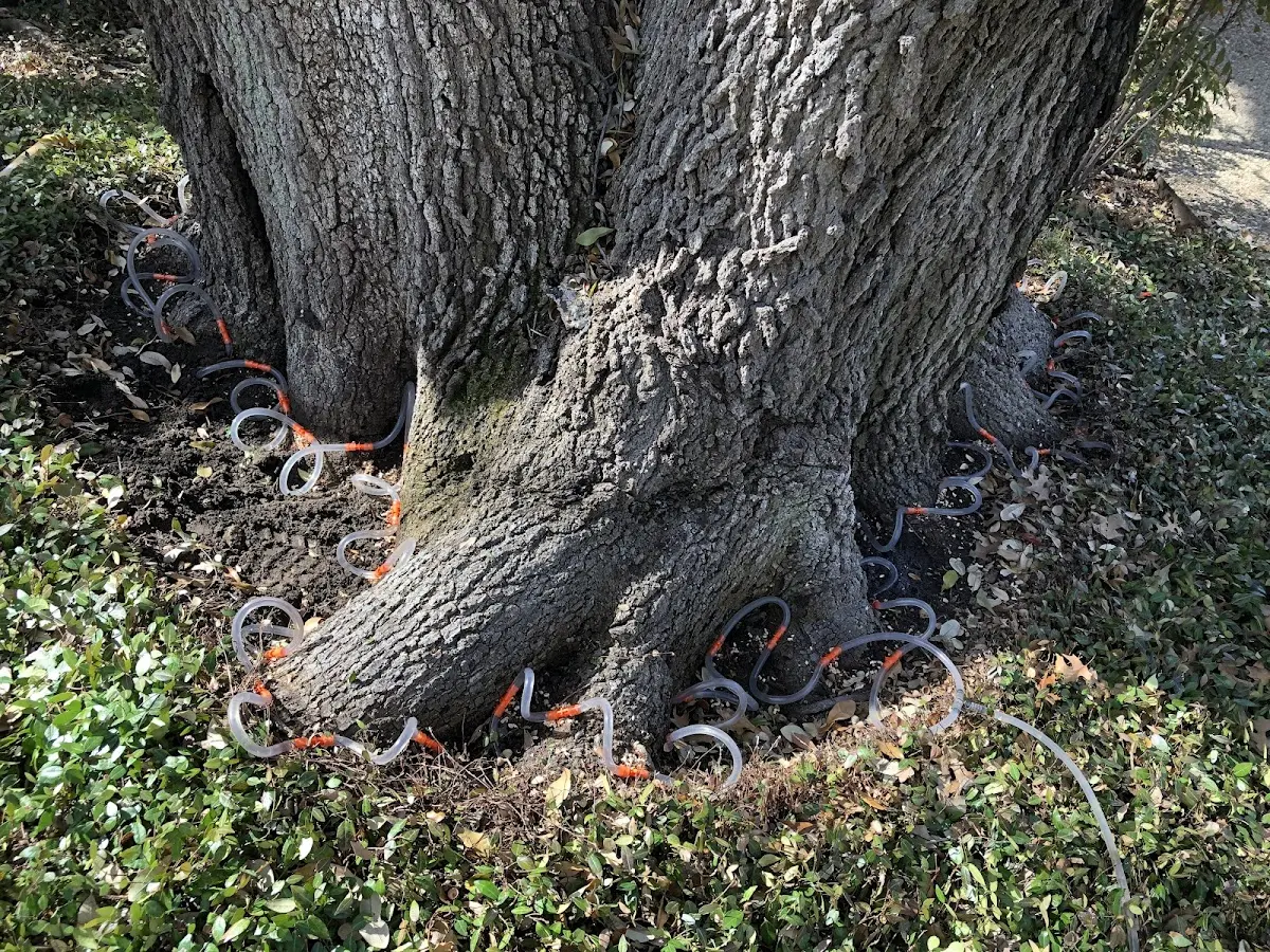 Detailed Tree Cabling and Bracing job site in Blue Ridge