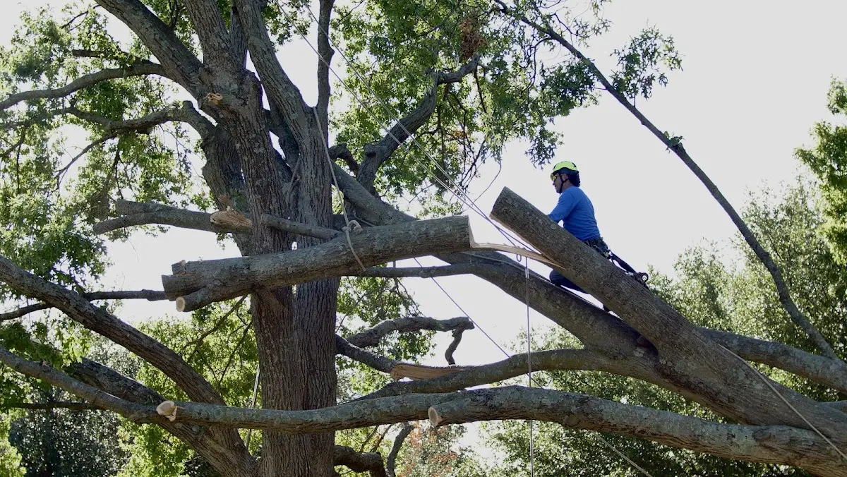 Professional Hazardous Tree Removal performed by certified arborists in Blue Ridge